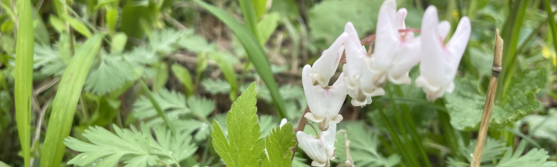 spring wild flowers