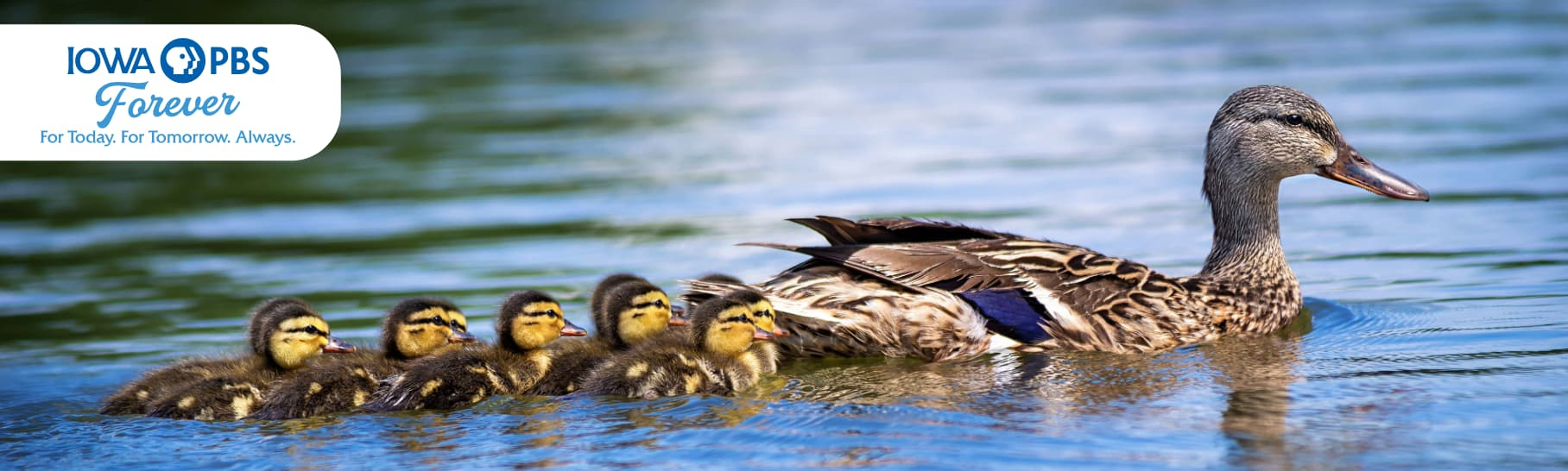 A mother duck with five baby ducks swimming behind her.