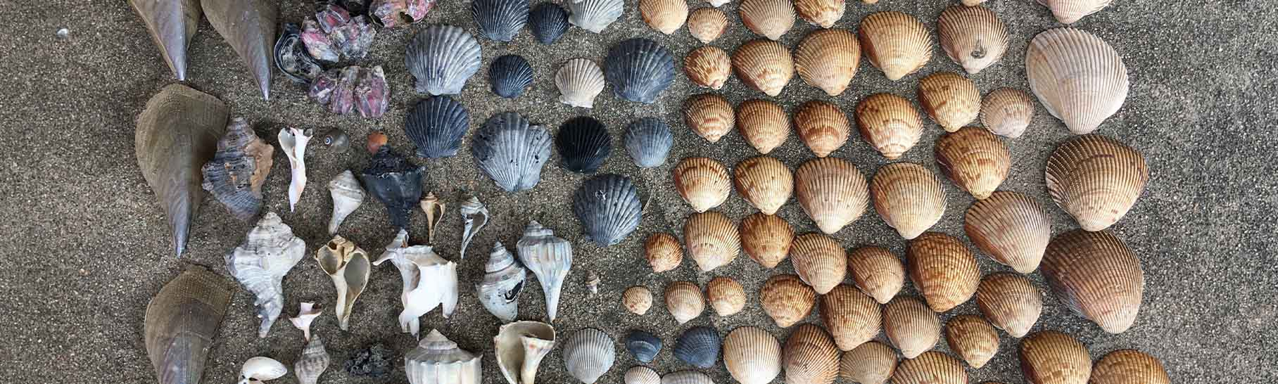 A variety of seashells in different shapes and colors arranged on sand, including dark, medium, and light-toned shells.