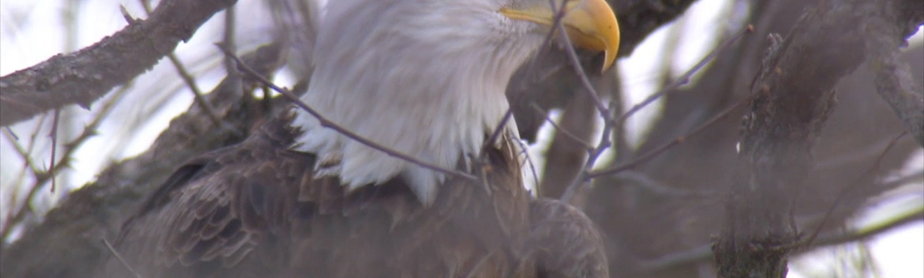 Keokuk's annual bald eagle appreciation days