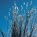 Little Bluestem Seedheads