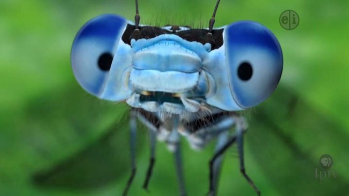 drawing of a blue insect on a green background.