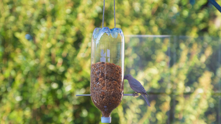 A bird eating from a plastic bottle bird feeder.