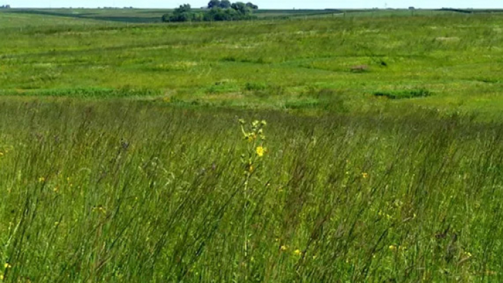 Iowa prairie