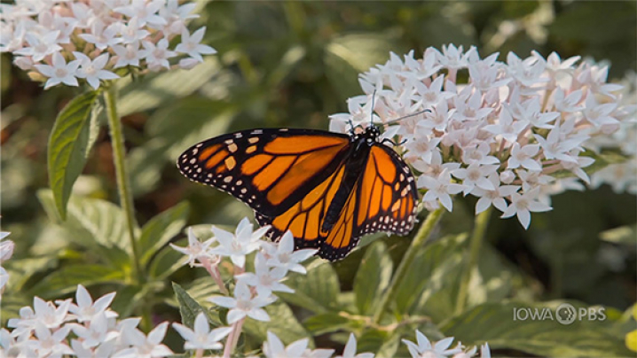 a butterfly feeding from a white flower