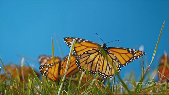 a closeup of a group of butterflies landing on grass