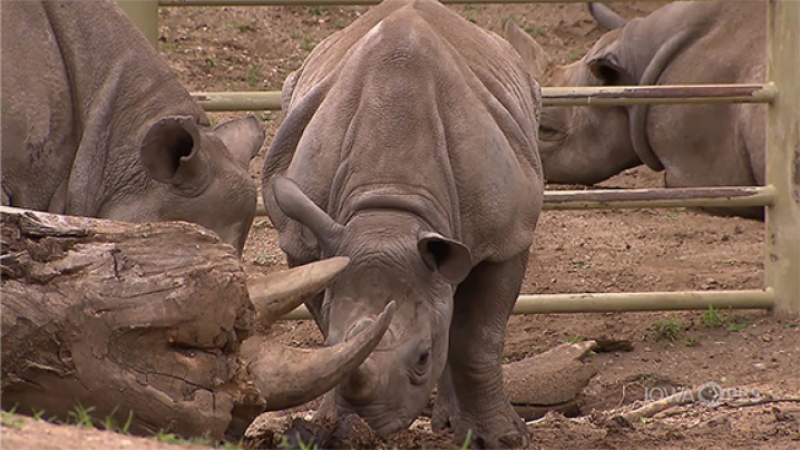 Three Black Rhinos.
