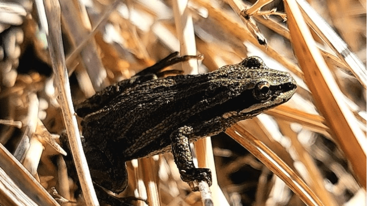 Boreal frog