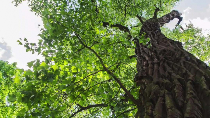 Looking up into the green, leafy canopy of an Elm tree.