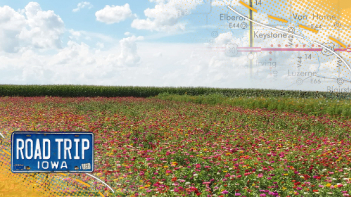 A large field of bright colored flowers and a blue sky with puffy clouds