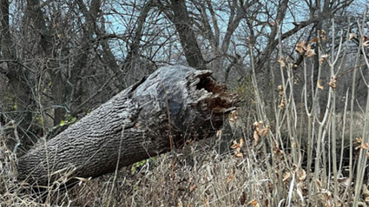 A tree that has been chewed at the base of the trunk by a beaver and made to fall.