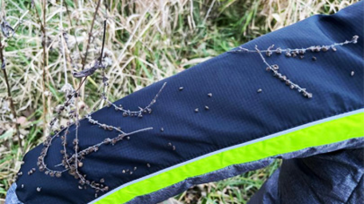 Cockleburs stuck to the sleeve of a coat.