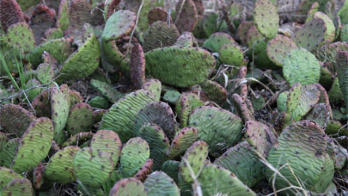 Cactus found in Iowa.
