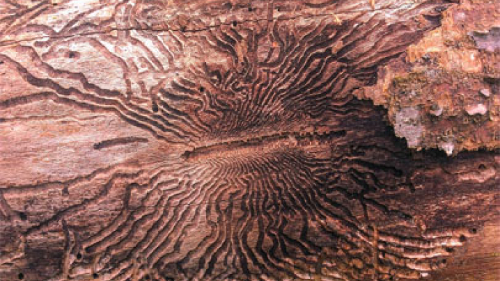 Evidence of emerald ash borer on a tree trunk.
