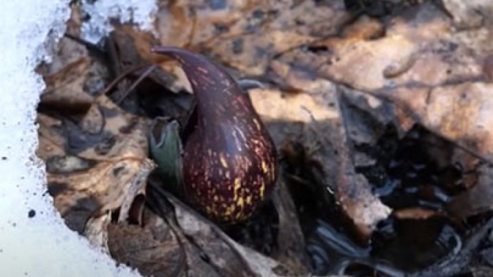 Skunk cabbage with melted snow around it.