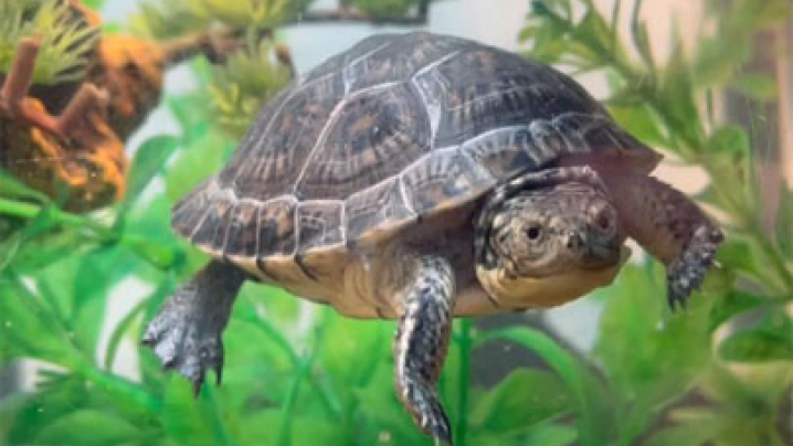 Blanding's turtle at Nahant Marsh
