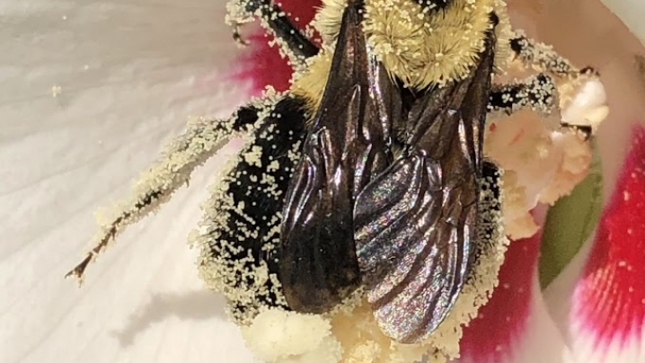 Bee covered in pollen