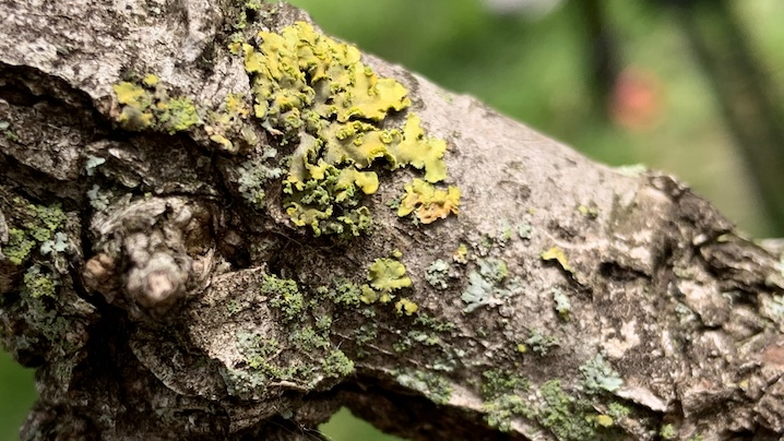 green lichen on a branch
