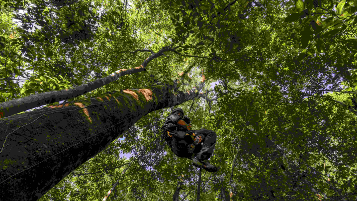 Person hanging from tree on a rope.