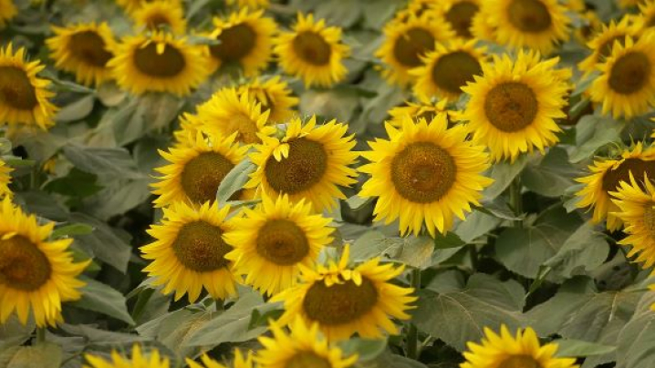 sunflowers
