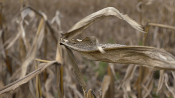 Dried out corn stalks in a field.