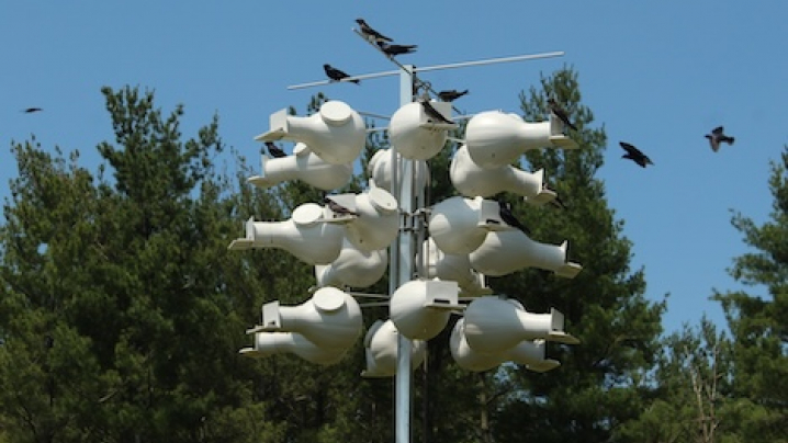 Purple Martin birdhouse with multiple white gourd-shaped compartments, surrounded by flying and perched birds, against a blue sky and trees.