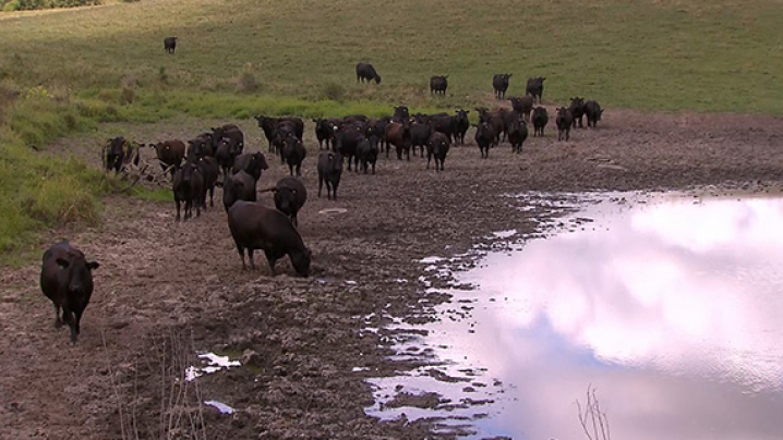 Cattle grazing at a shrinking pond.
