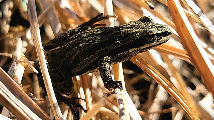 frog on grass