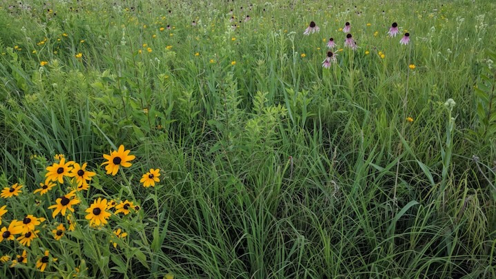 wildflowers in a field