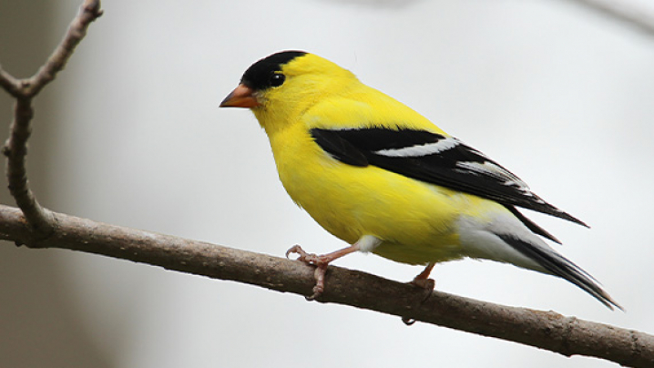 A yellow bird with black wings and cap perched on a branch.