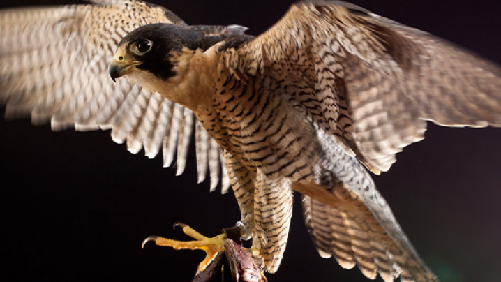 A Peregrine falcon in mid-flight with wings spread wide against a dark background.