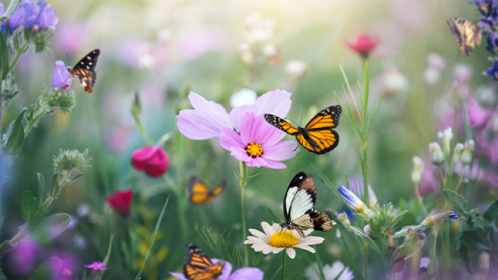 Butterflies fluttering among colorful flowers in a sunlit garden.