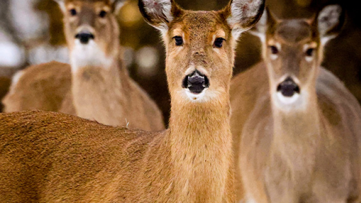Three deer standing close together, with one in the foreground.