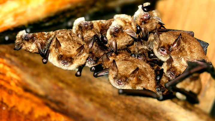 A group of small bats clustered together on a wooden surface.