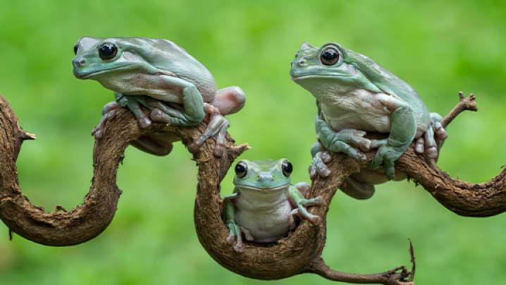 Three light green frogs perched on curving brown branches against a blurred green background.