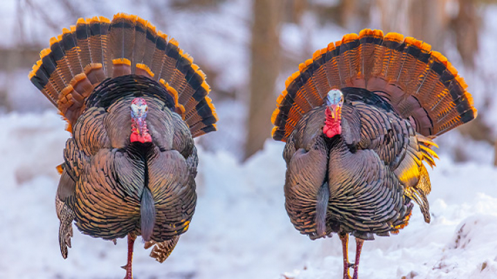 Two wild turkeys standing in the snow with fanned tails and colorful plumage.