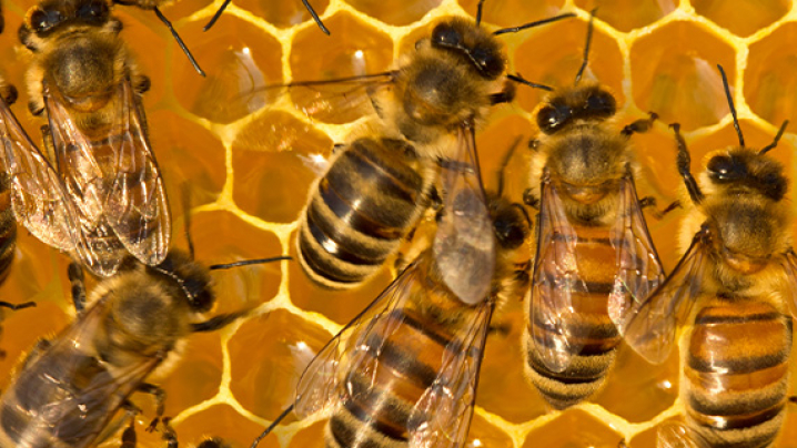 Close-up of honeybees on a golden honeycomb.
