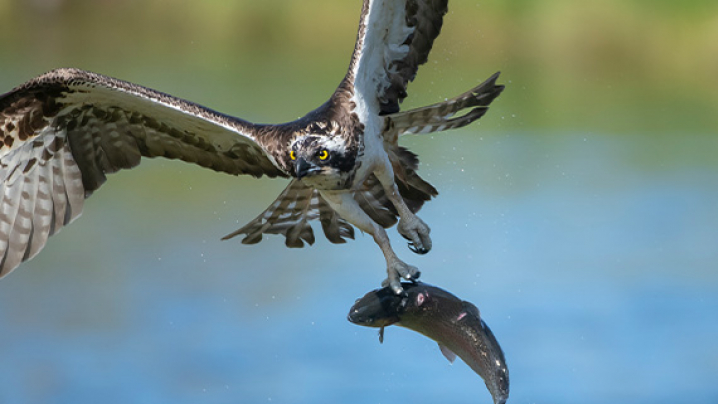 Osprey in flight holding a fish over a body of water.