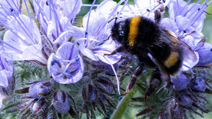 Bumblebee on light purple flowers with intricate petals and protruding stamens.