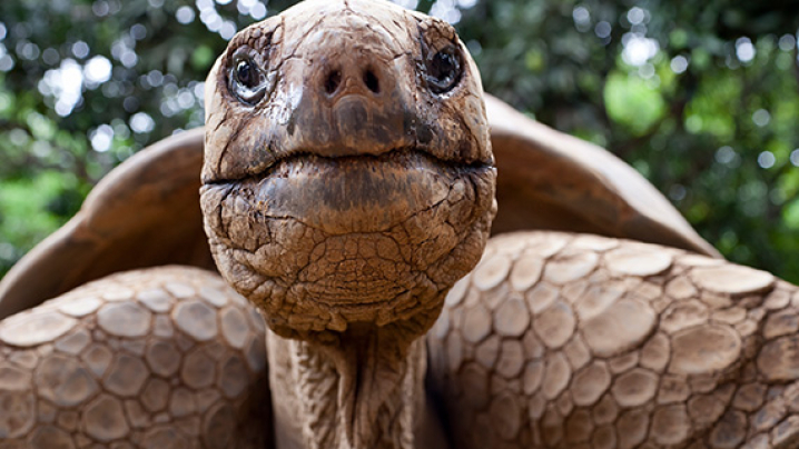 Close-up of a tortoise's face and textured shell.