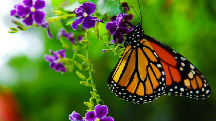A Monarch butterfly on purple flowers with green background.