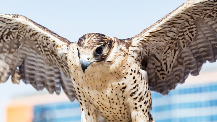 A falcon with outstretched wings against a blue sky.