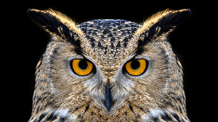 Close-up of an owl with bright yellow-orange eyes against a black background.