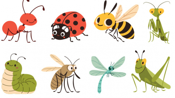 Illustration of eight cartoon insects, including a red ant, ladybug, bee, praying mantis, caterpillar, mosquito, dragonfly, and grasshopper, arranged in two rows.