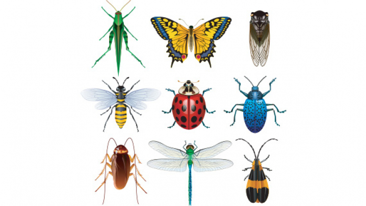 A grid of nine colorful insects including a grasshopper, butterfly, cicada, bee, ladybug, blue beetle, cockroach, dragonfly, and striped beetle, all depicted against a white background.
