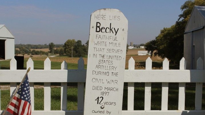 A white slab gravestone reads "Here lies Becky, faithful white mule that served in the United States artillery during the Civil War, died March 1897, 42 years.