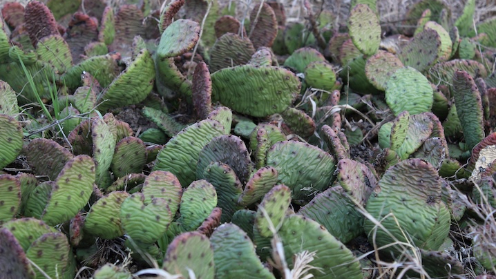 prickly pear cactus