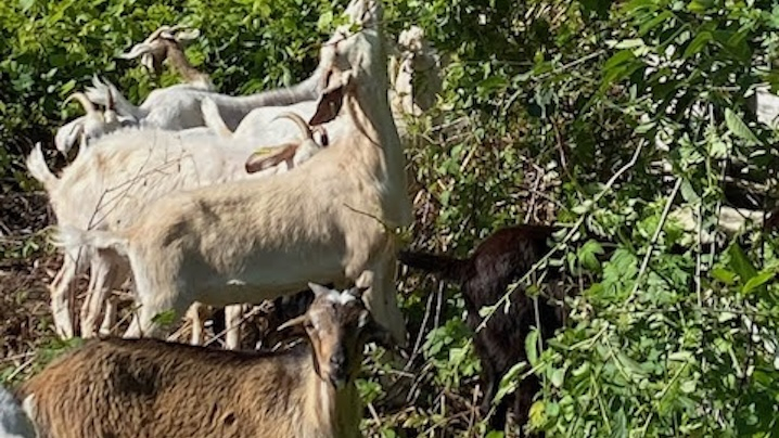 goats eating overgrown vegetation 