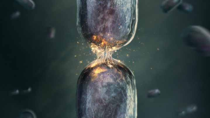 cell  splitting