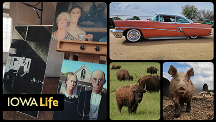 Iowa Life logo, Norman Rockwell paintings, a red classic car, bison and hogs.